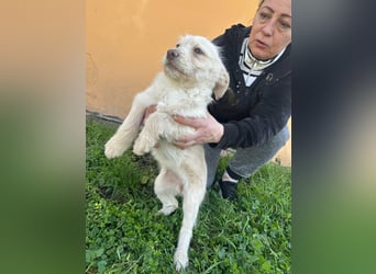 Aurora, geboren 11.12.2025, 32cm sucht ihre Familie