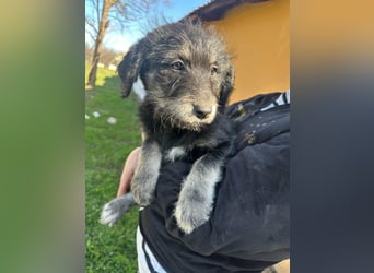 Ava, geboren 11.12.2025, 33cm sucht ihre Menschen