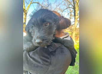Tommy, geboren 11.12.2025, 36cm sucht sein Plätzchen