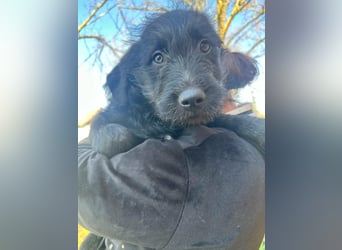 Tommy, geboren 11.12.2025, 36cm sucht sein Plätzchen