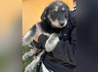 Timon, geboren 11.12.2025, 35cm sucht sein Körbchen