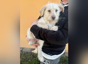 Aurora, geboren 11.12.2025, 32cm sucht ihre Familie