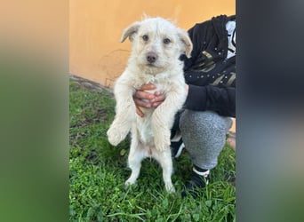 Aurora, geboren 11.12.2025, 32cm sucht ihre Familie