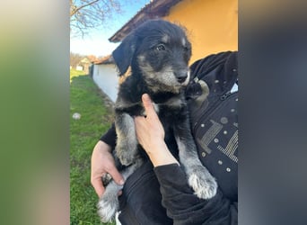 Ava, geboren 11.12.2025, 33cm sucht ihre Menschen