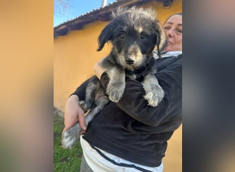 Ava, geboren 11.12.2025, 33cm sucht ihre Menschen