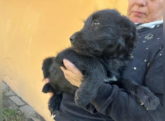 Tommy, geboren 11.12.2025, 36cm sucht sein Plätzchen