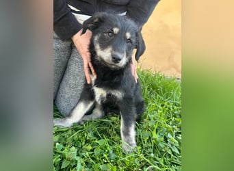 Timon, geboren 11.12.2025, 35cm sucht sein Körbchen