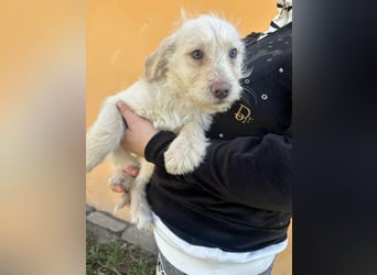 Aurora, geboren 11.12.2025, 32cm sucht ihre Familie