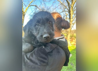 Tommy, geboren 11.12.2025, 36cm sucht sein Plätzchen