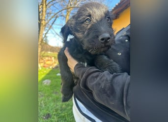 Tommy, geboren 11.12.2025, 36cm sucht sein Plätzchen