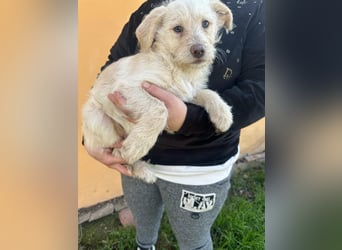 Aurora, geboren 11.12.2025, 32cm sucht ihre Familie