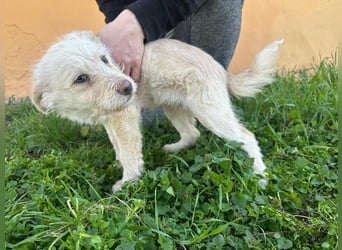 Aurora, geboren 11.12.2025, 32cm sucht ihre Familie