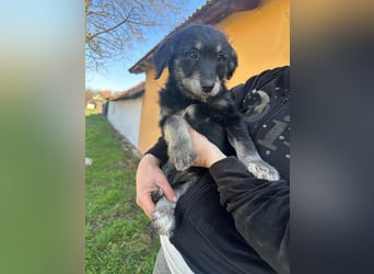 Ava, geboren 11.12.2025, 33cm sucht ihre Menschen