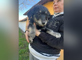 Ava, geboren 11.12.2025, 33cm sucht ihre Menschen