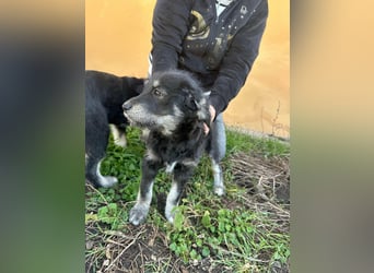 Ava, geboren 11.12.2025, 33cm sucht ihre Menschen