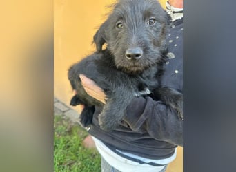 Tommy, geboren 11.12.2025, 36cm sucht sein Plätzchen