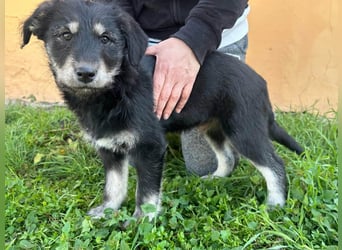 Timon, geboren 11.12.2025, 35cm sucht sein Körbchen