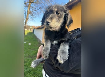 Ava, geboren 11.12.2025, 33cm sucht ihre Menschen