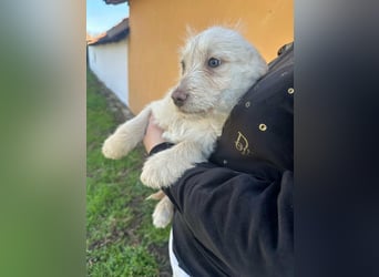 Aurora, geboren 11.12.2025, 32cm sucht ihre Familie