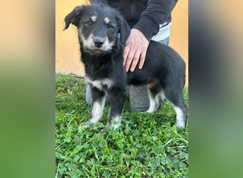 Timon, geboren 11.12.2025, 35cm sucht sein Körbchen