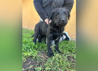 Tommy, geboren 11.12.2025, 36cm sucht sein Plätzchen