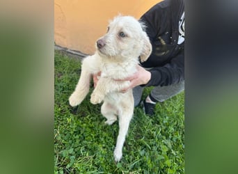 Aurora, geboren 11.12.2025, 32cm sucht ihre Familie