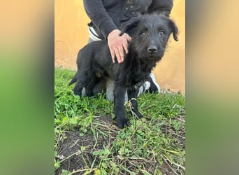 Tommy, geboren 11.12.2025, 36cm sucht sein Plätzchen