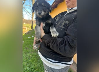 Ava, geboren 11.12.2025, 33cm sucht ihre Menschen