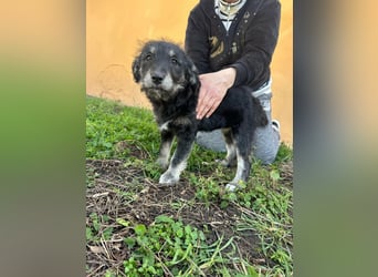 Ava, geboren 11.12.2025, 33cm sucht ihre Menschen