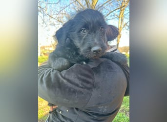 Tommy, geboren 11.12.2025, 36cm sucht sein Plätzchen