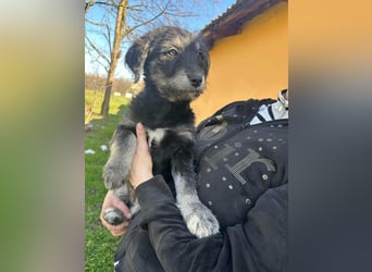 Ava, geboren 11.12.2025, 33cm sucht ihre Menschen