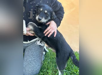 Timon, geboren 11.12.2025, 35cm sucht sein Körbchen