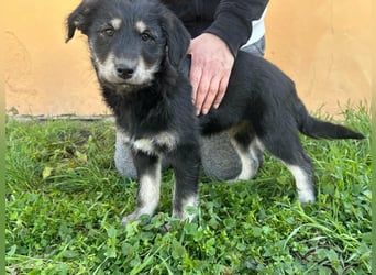 Timon, geboren 11.12.2025, 35cm sucht sein Körbchen