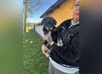 Ava, geboren 11.12.2025, 33cm sucht ihre Menschen