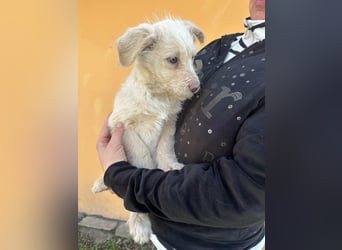 Aurora, geboren 11.12.2025, 32cm sucht ihre Familie