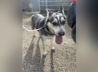 Dakota tolle Husky Mix Hündin mit leichtem Handicap