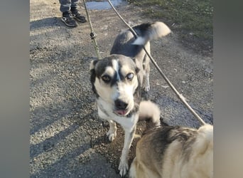 Dakota tolle Husky Mix Hündin mit leichtem Handicap