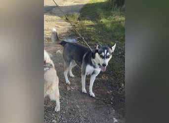 Dakota tolle Husky Mix Hündin mit leichtem Handicap