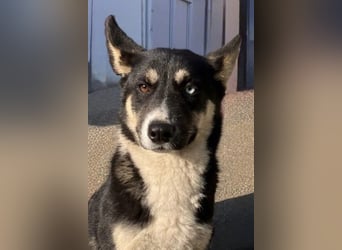 Hübsche RADA sucht ein Zuhause