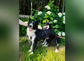 Vernünftiger LEVIN sucht eine Familie