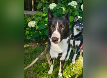 Vernünftiger LEVIN sucht eine Familie