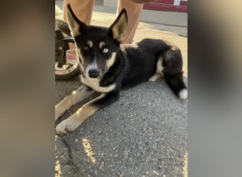 Hübsche RADA sucht ein Zuhause