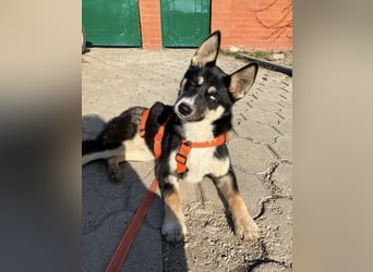 Hübsche RADA sucht ein Zuhause