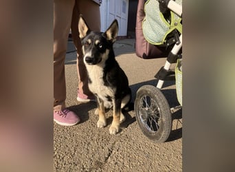 Hübsche RADA sucht ein Zuhause