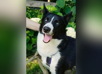 Vernünftiger LEVIN sucht eine Familie