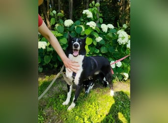 Vernünftiger LEVIN sucht eine Familie