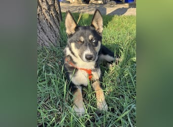 Hübsche RADA sucht ein Zuhause