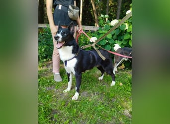 Vernünftiger LEVIN sucht eine Familie