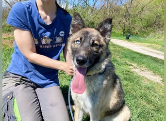 Wunderschöner, liebevoller Husky ähnlicher Junghund, 1J., kastriert*