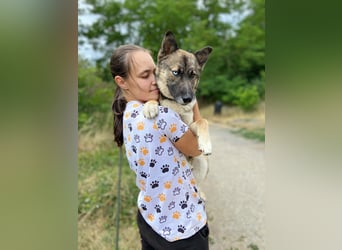 Wunderschöner, liebevoller Husky ähnlicher Junghund, 1J., kastriert*